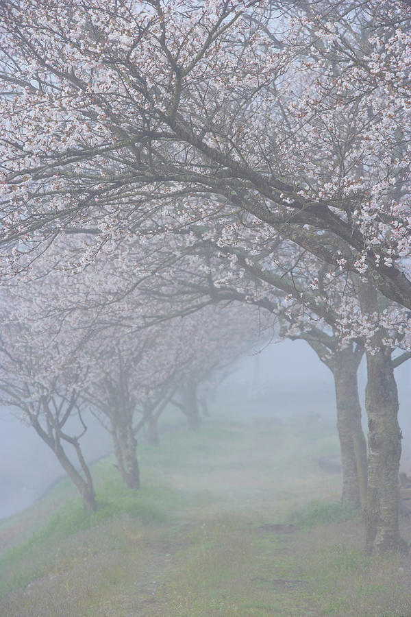 Fog And Cherry Blossoms Photograph by Noriyuki Araki