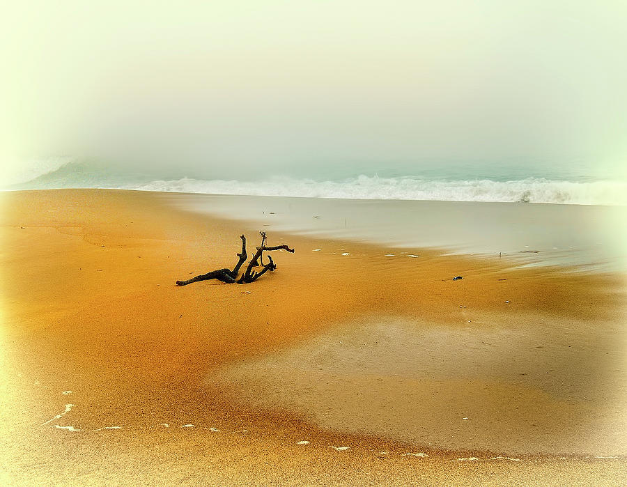 Fog and driftwood at East Beach in Charlestown, Rhode Island Photograph by Cordia Murphy