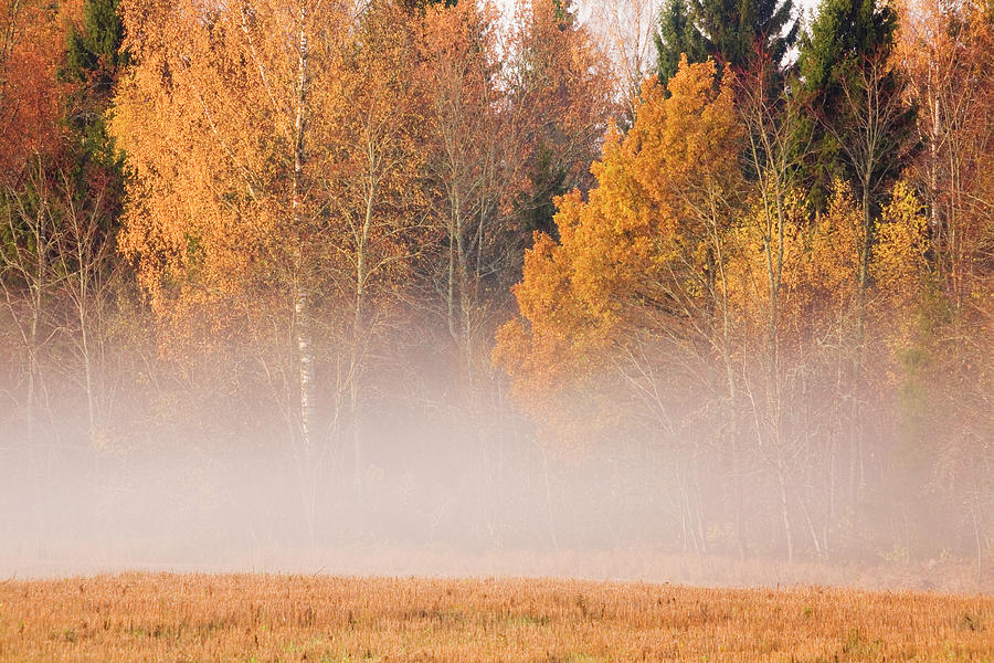 Fog And Fall Colors Photograph by By Tiina Gill