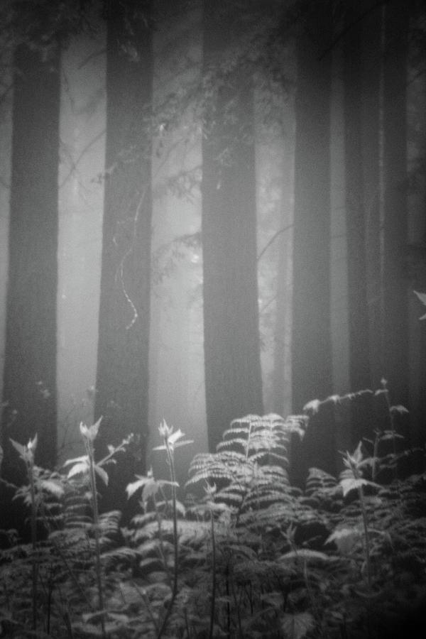 Fog And Ferns In Redwoods Forest Photograph by Cathy Clark Aka Clcspics