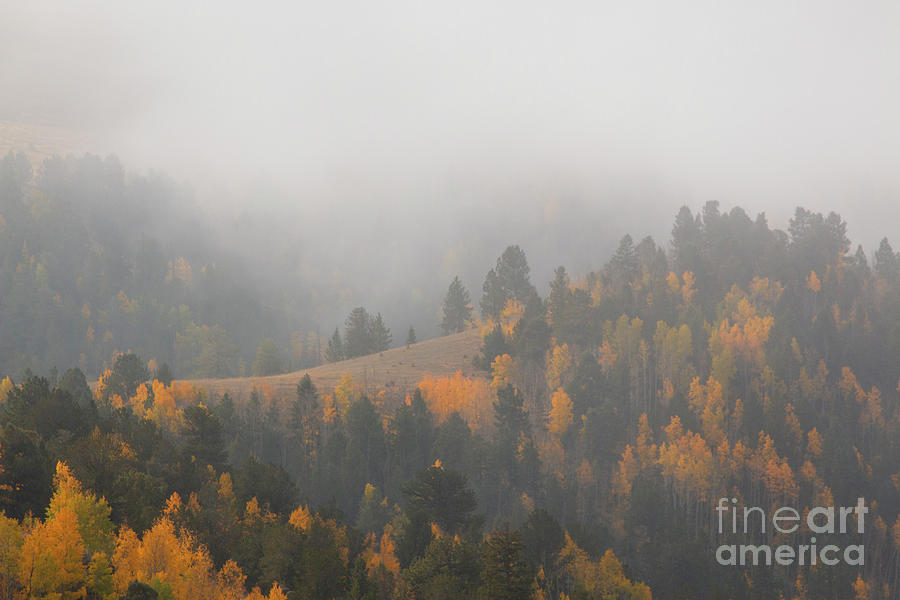 Fog and Mist in Autumn Rockies Photograph by Steven Krull
