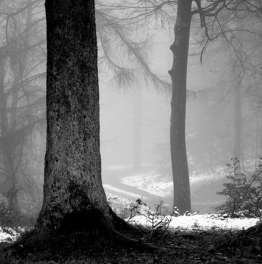 Fog And Trees 2021 Photograph by Poul-erik Riis