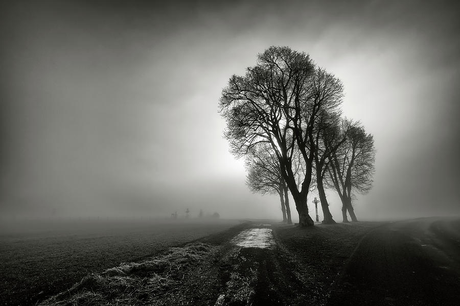 Tree Photograph - Fog by Arnaud Maupetit