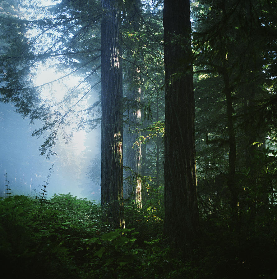 Fog At The Edge Of Redwood Forest Photograph by Danielle D. Hughson