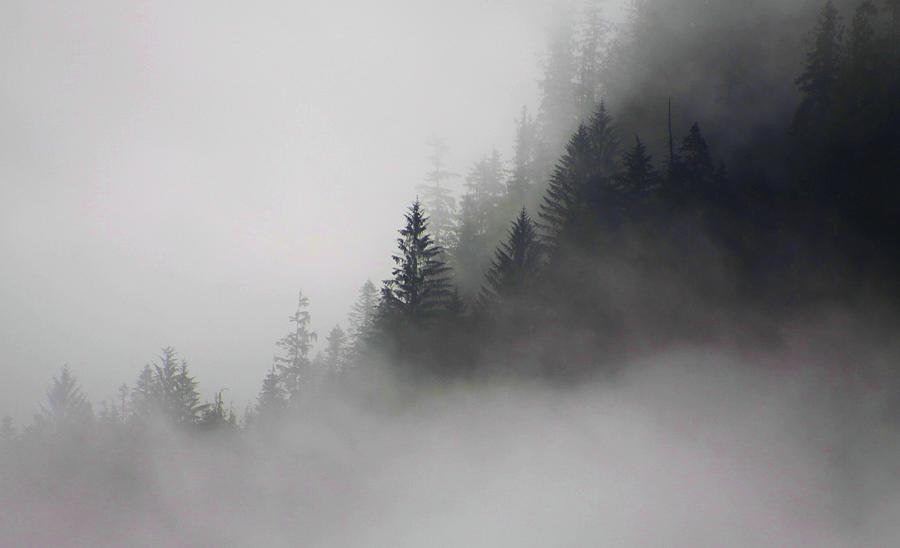 Fog becoming forest Photograph by Fred Bailey