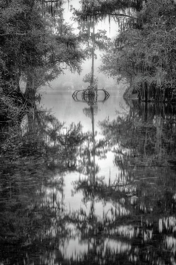 Fog covers cypress swamp - Black and White Photograph by Alex Mironyuk