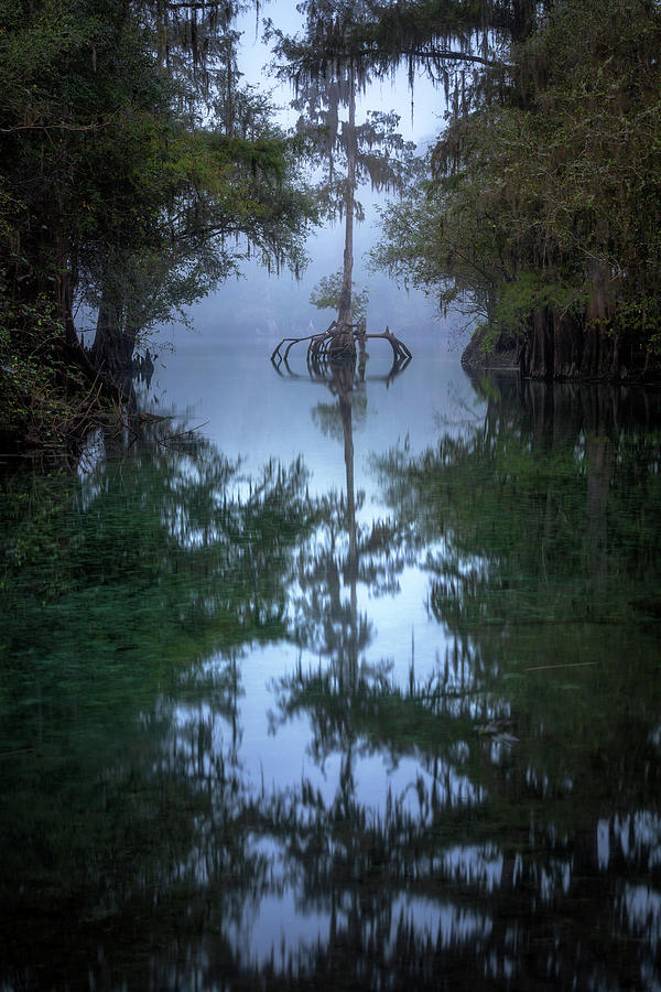 Fog covers cypress swamp - Color Photograph by Alex Mironyuk