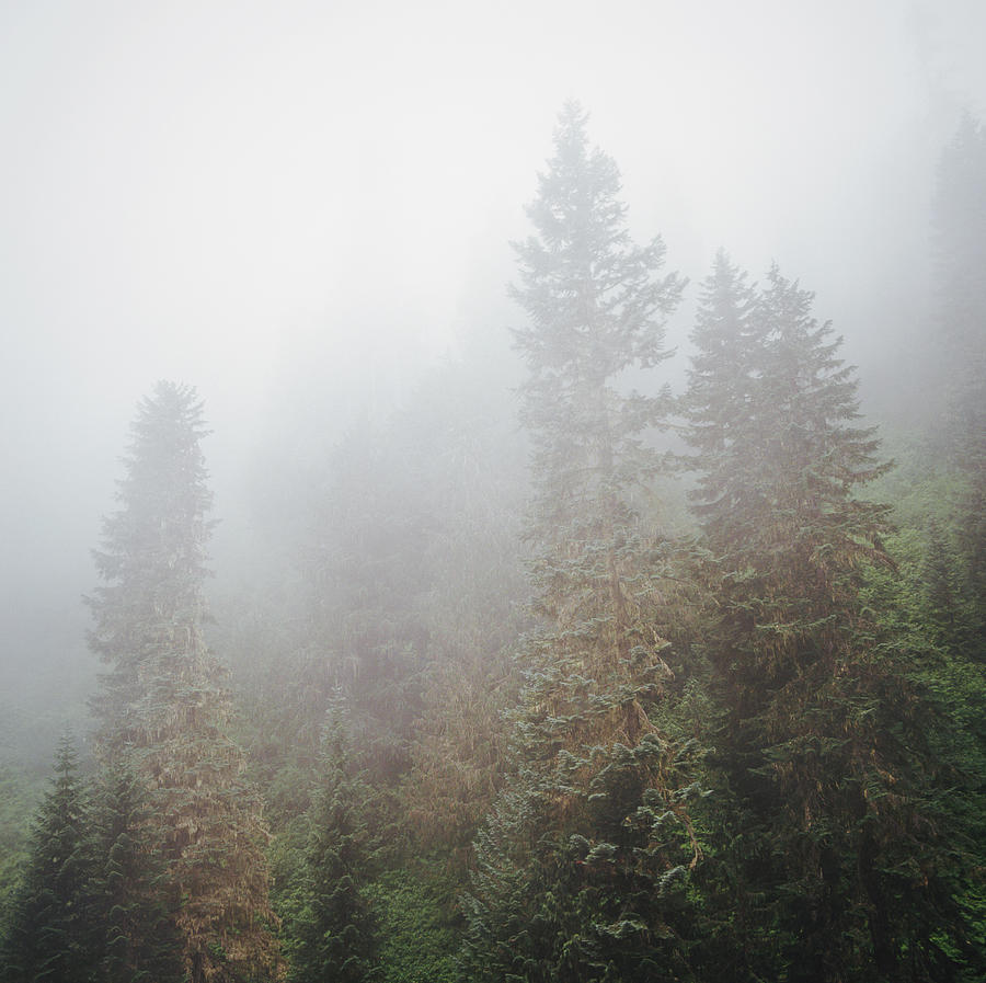 Fog-filled Forest Photograph by Danielle D. Hughson