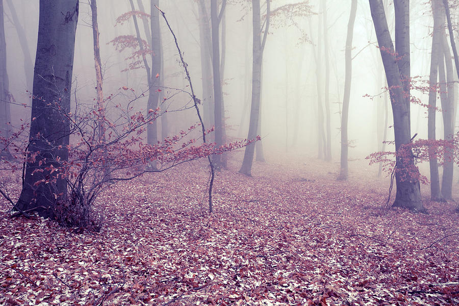 Fog Photograph by Floriana Fog Photograph by Floriana