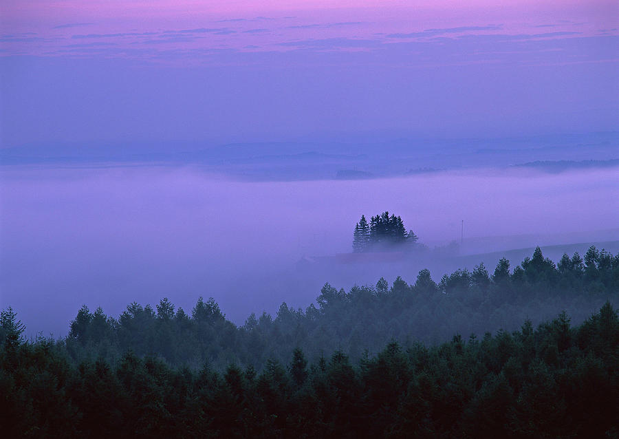 Fog Photograph by Imagenavi