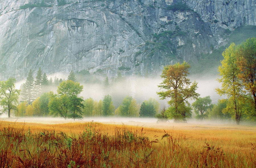 Fog In A Forest, Yosemite National Photograph by Medioimages/photodisc