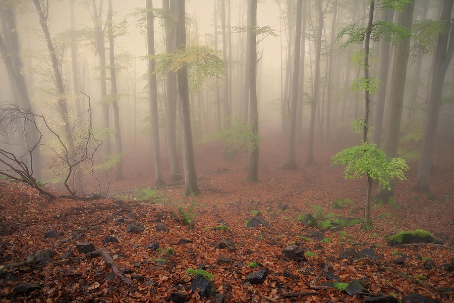 Fog In An Autumn Beech Forest Photograph by Rudolf Vlcek