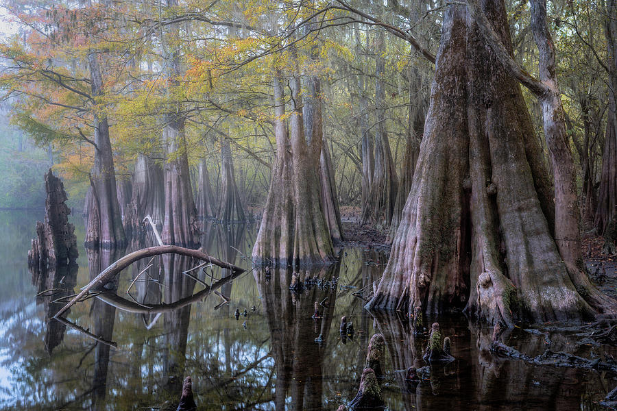Fog in Cypress Forest Photograph by Alex Mironyuk