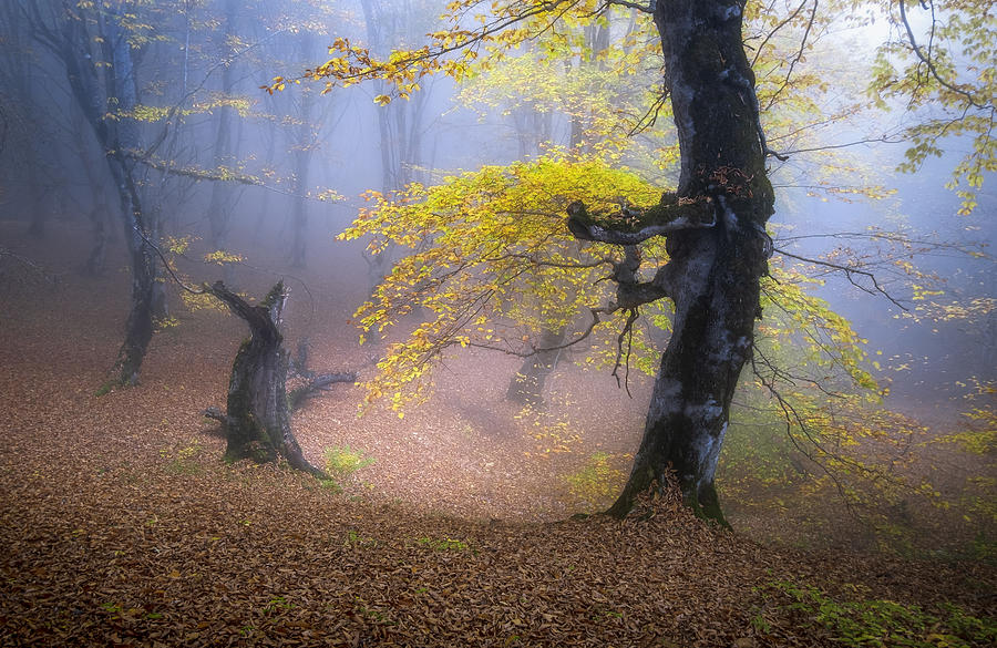 Fog In Mazichal Forest Photograph by Hosein Babaei