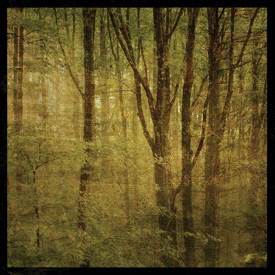 Landscape Digital Art - Fog In Mountain Trees No. 2 by John W. Golden
