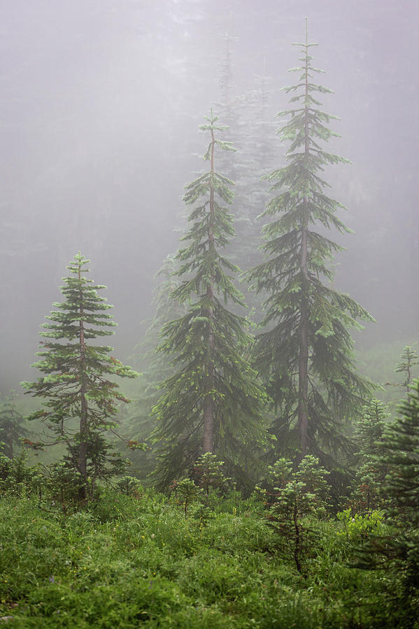 Fog in Paradise Mount Rainier - 4 Photograph by Alex Mironyuk