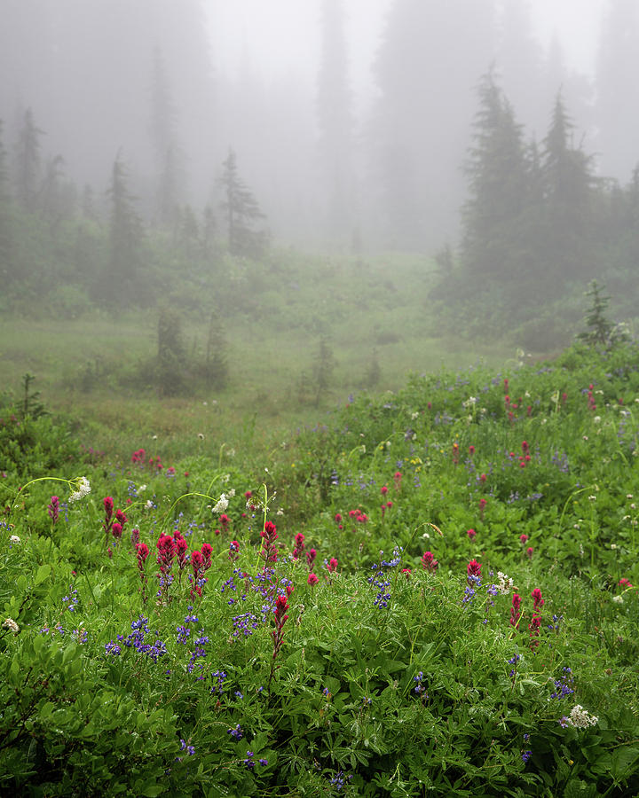 Fog in Paradise Mount Rainier Photograph by Alex Mironyuk