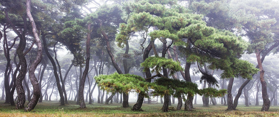 Landscape Photograph - Fog In Pine Grove by Ryu Shin Woo