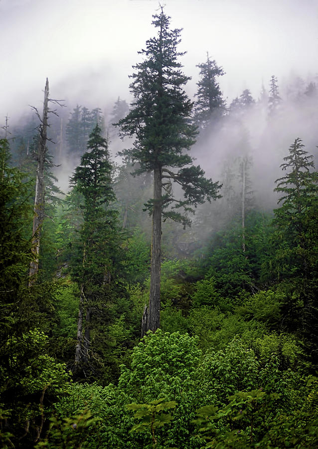 Fog In The Cascades Photograph by Photoviewplus