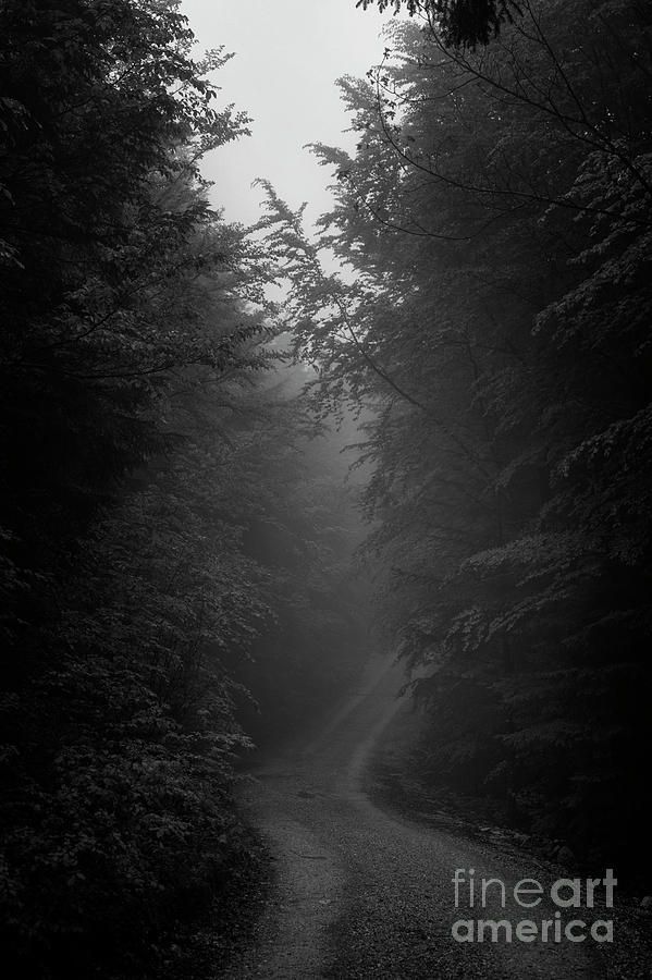 fog in the forest by Fabian Roessler fog in the forest by Fabian Roessler