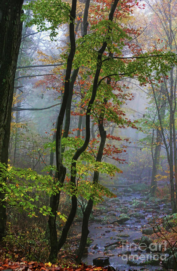 Fog in the Forest Photograph by Joan Bertucci