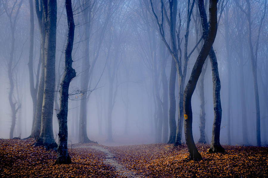 Fog In The Forest Photograph by Vio Oprea