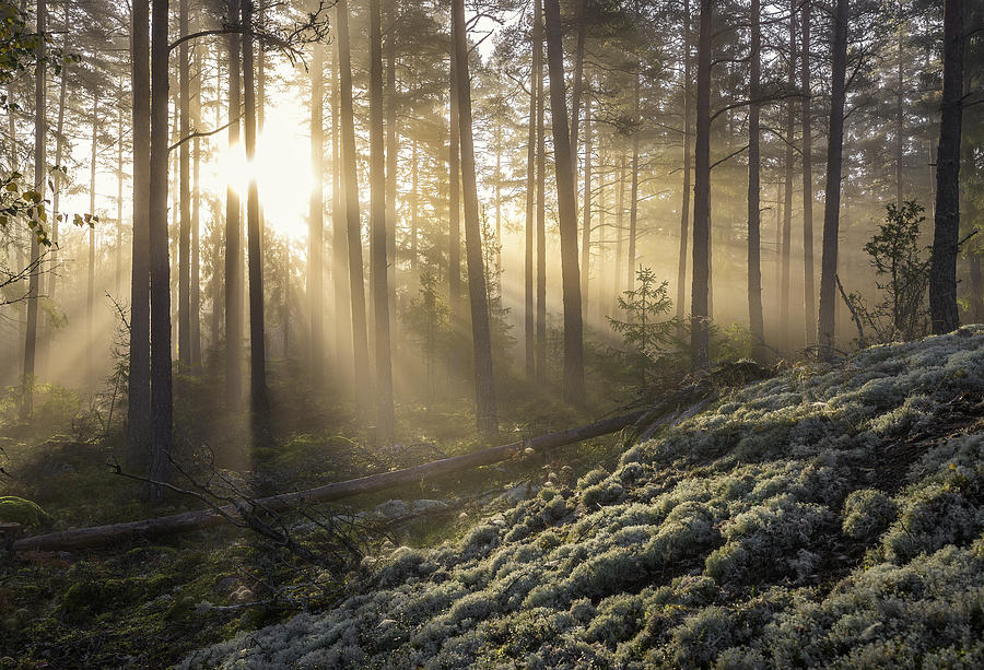 Fog In The Forest With White Moss In The Forground Photograph by Christian Lindsten