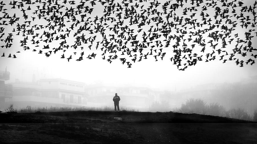Fog In The Park Photograph by Nicodemo Quaglia