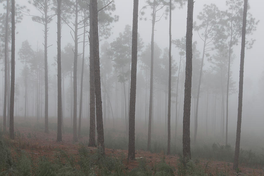 Fog in the Pines Photograph by Donna Twiford