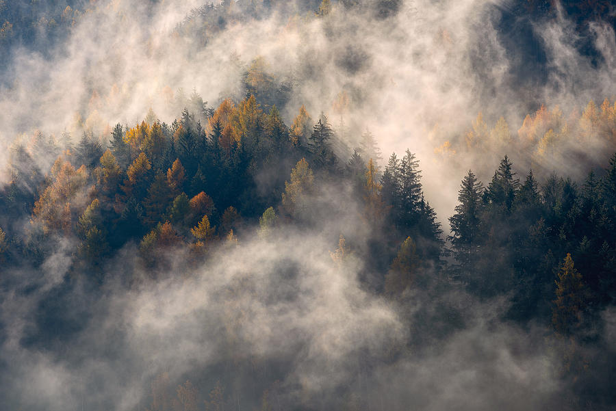 Fog In The Trees Photograph by Marco Galimberti