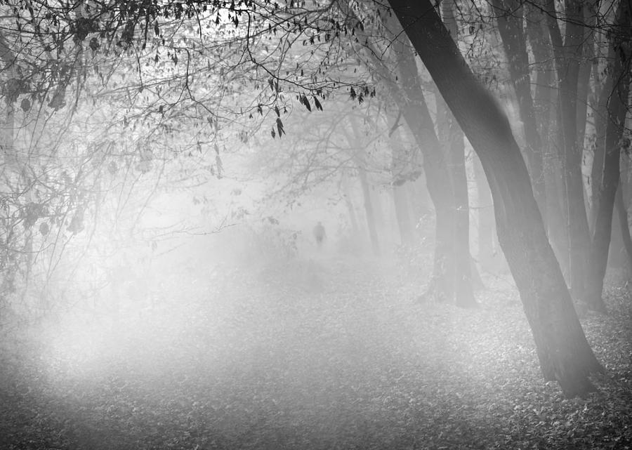 Fog In The Wood Photograph by Erich Tentschert