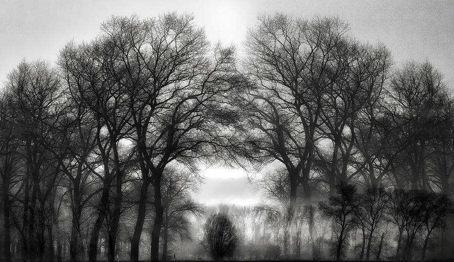 Tree Photograph - Fog Is My Weakness.... by Yvette Depaepe