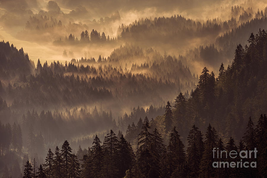 Fog Over A Conifer Forest At Sunrise Photograph by Andreas Schott