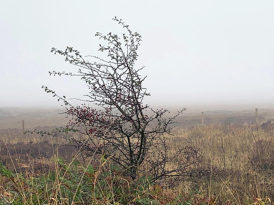 Abstract Photograph - Fog Raindrops and Berries Fylingdale moor  by Merice Ewart