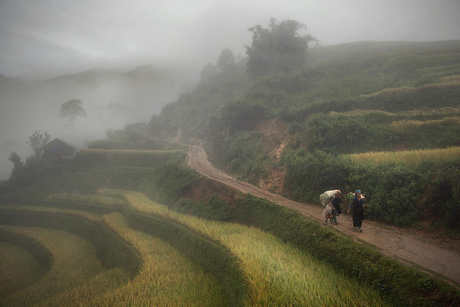 Farm Photograph - Fog by Sarawut Intarob