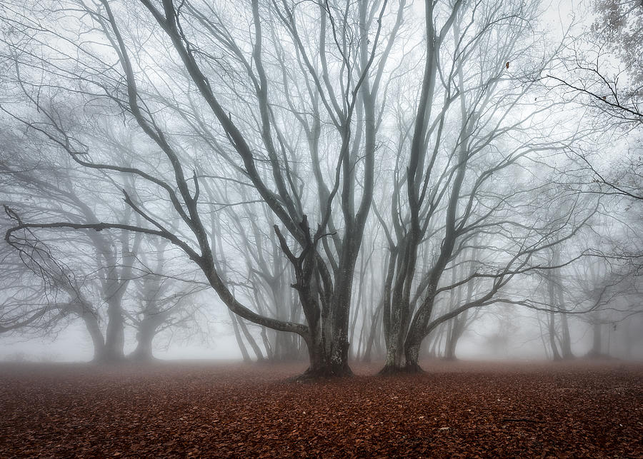 Fog Photograph by Sergio Barboni
