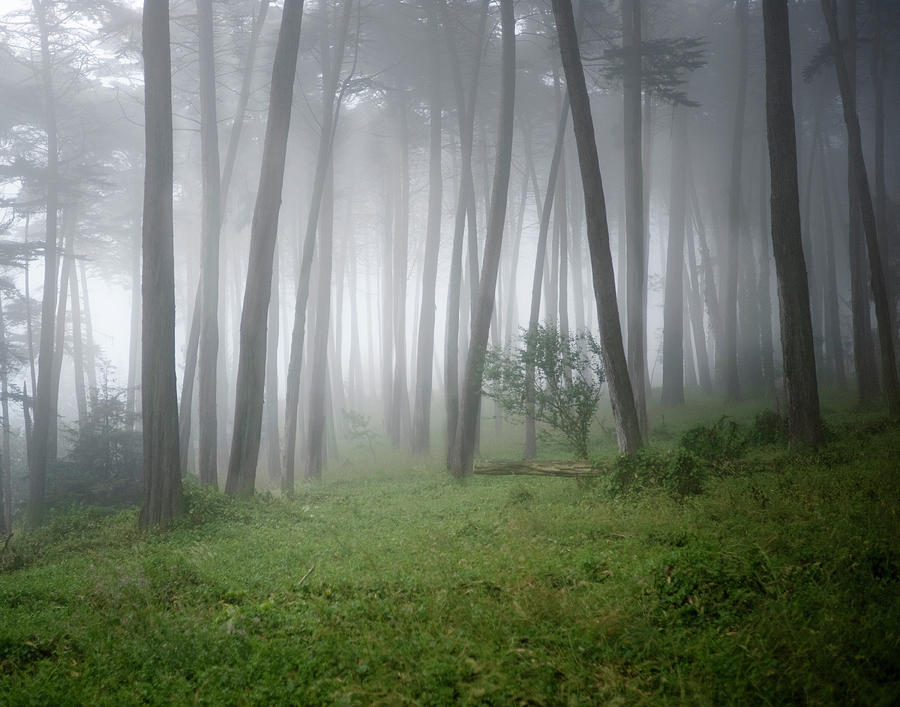 Fog Surrounding Trees In Forest Photograph by Siri Stafford