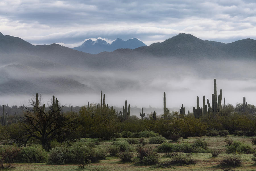 Fog Wrapped Sonoran  Photograph by Saija Lehtonen