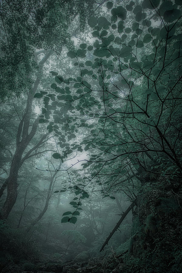 Fog?forest Photograph by Takafumi Yamashita