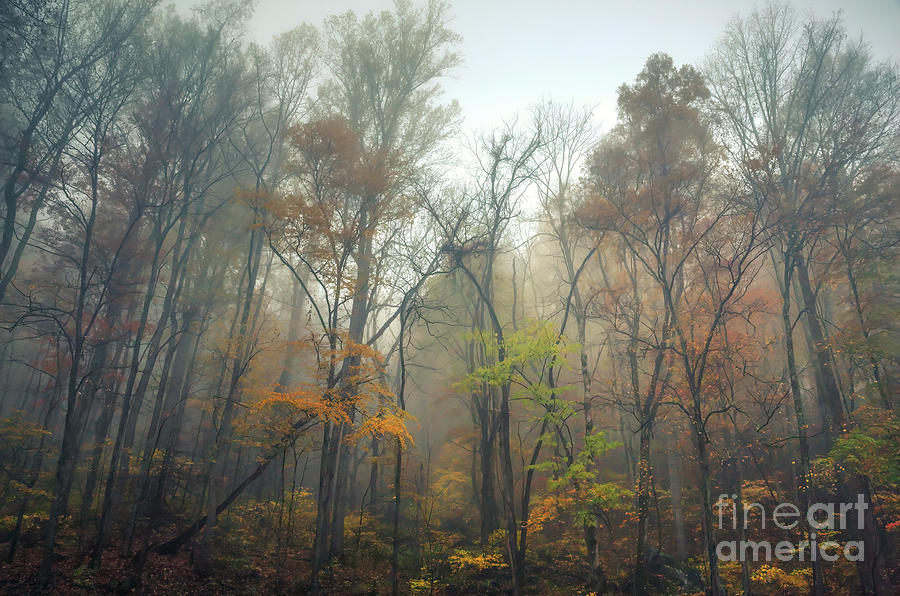 Foggy Autumn Morning, Great Smoky Mountains National Park Photograph by Felix Lai