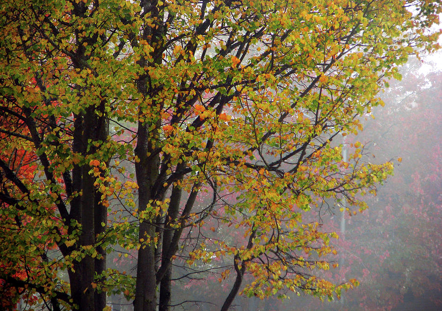 Foggy Autumn Morning Photograph by Jaeda DeWalt