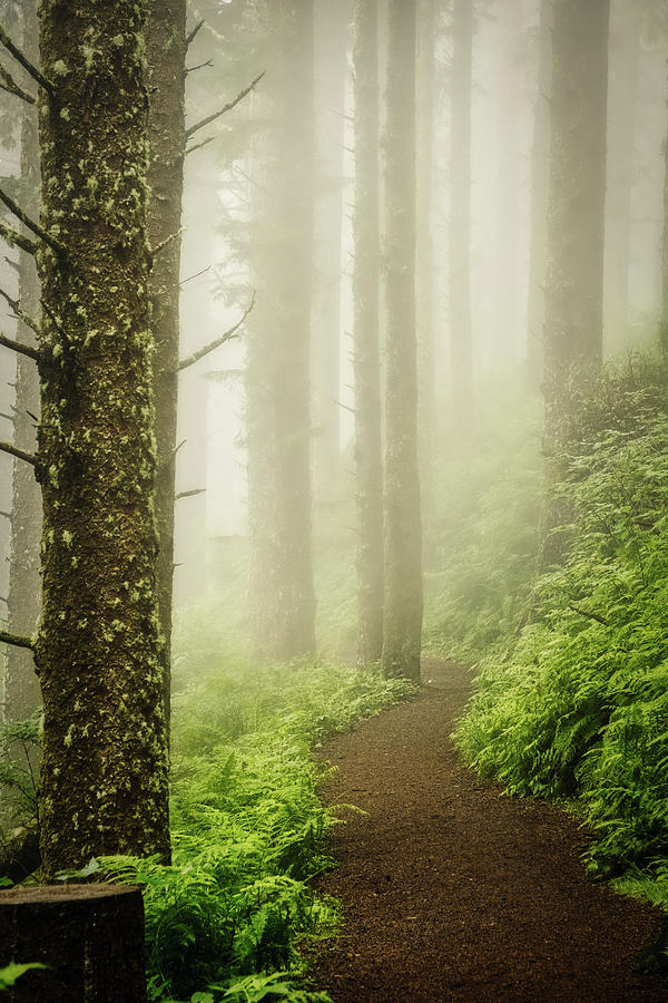 Foggy Cape Meares Trail - Oregon Photograph by Stuart Litoff