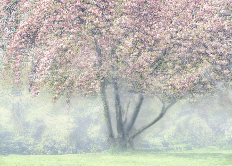 Foggy Cherry Blossom Photograph by Marianne Wogeck