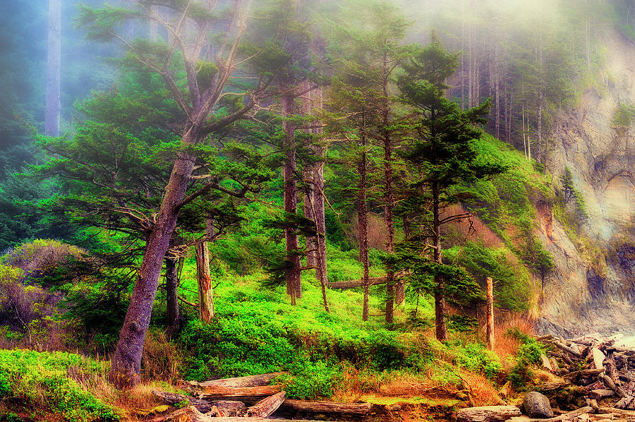 Tree Photograph - Foggy Coastal Forest by Dee Browning