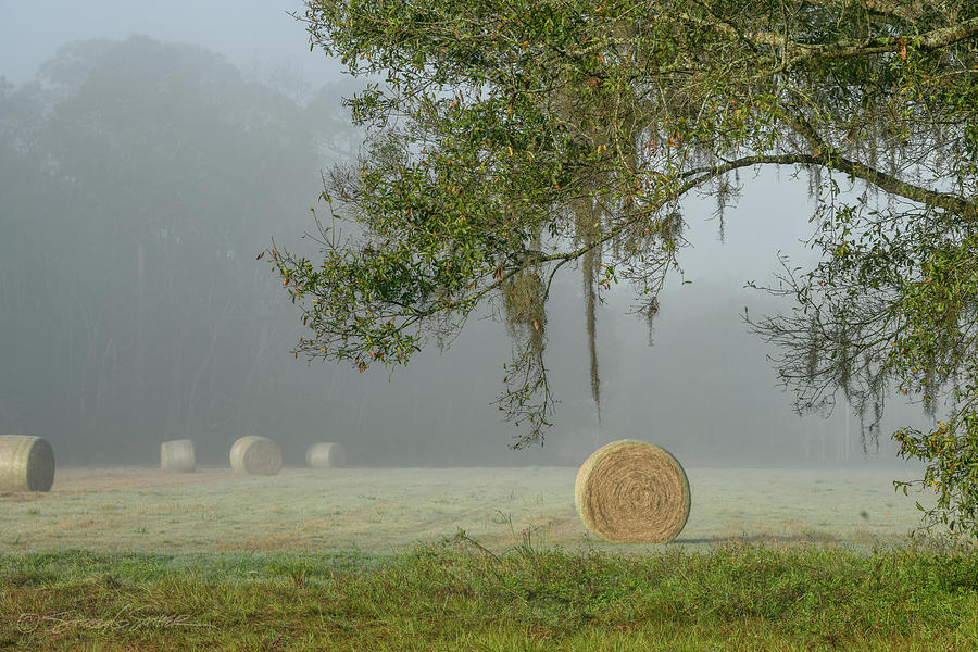 Foggy Elkton morning with hay bales Photograph by Stacey Sather