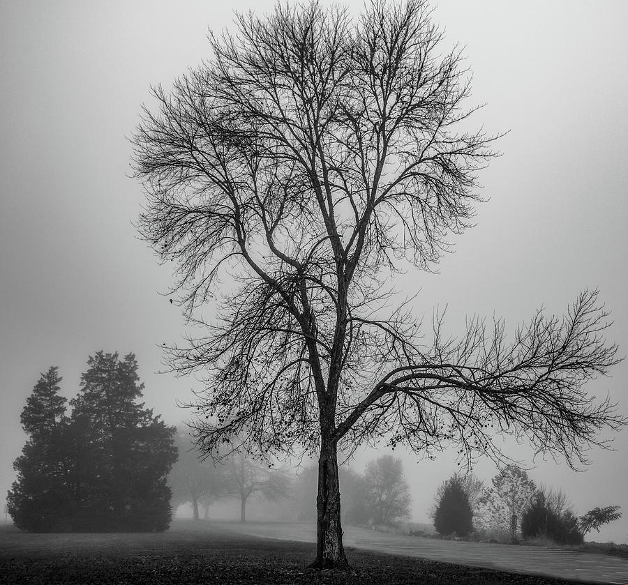 Foggy Fall, Black and White View Photograph by Marcy Wielfaert