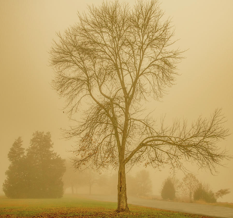 Foggy Fall Photograph by Marcy Wielfaert