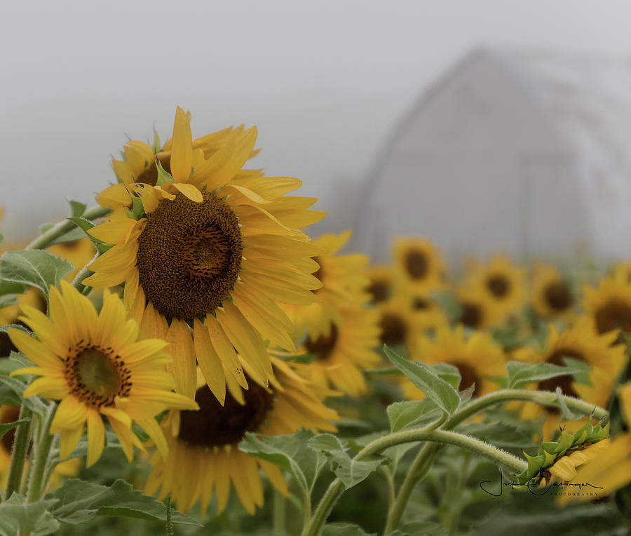 Foggy Flowers Photograph by Jackie Eatinger - Fine Art America