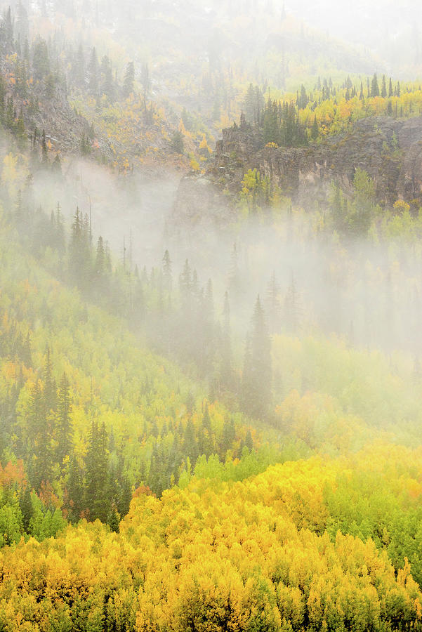 Fall Photograph - Foggy Foliage 2 by Dan Ballard