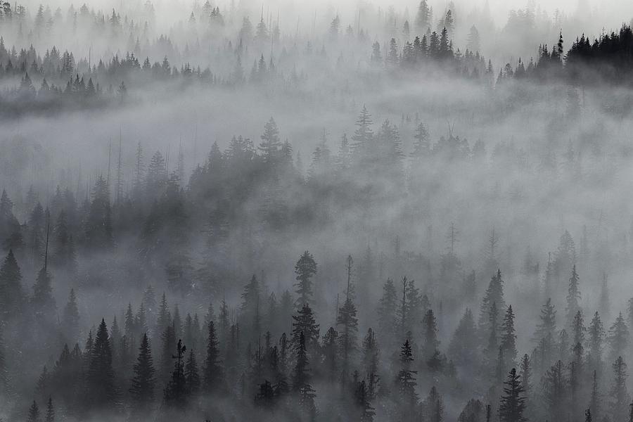 Foggy forest 3 Photograph by Lynn Hopwood